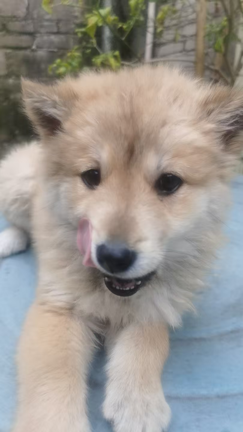 中华田园犬  黄狗白面